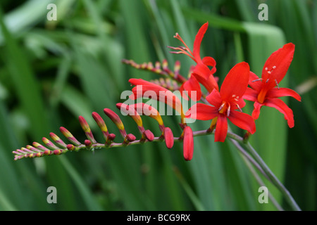 Il luminoso rosso dei fiori di Crocosmia presi in Calderstones Park, Liverpool, Regno Unito Foto Stock