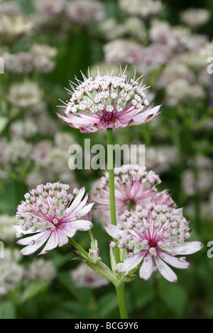 Maggiore Masterwort Astrantia principali prese in Calderstones Park, Liverpool, Regno Unito Foto Stock