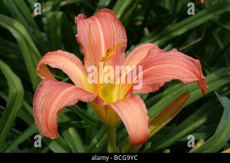 Orange giglio di giorno Hemerocallis fulva presi in Calderstones Park, Liverpool, Regno Unito Foto Stock