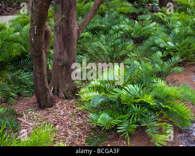 COONTIE o radici di arrow-root o BREADROOT indiano impianto utilizzato per prodotti alimentari da parte dei nativi americani, schiavi e poveri in EARLY FLORIDA Foto Stock