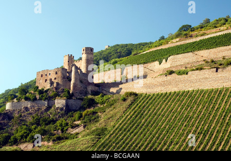 Ehrenfels rovine di castelli e vigneti vicino a Rudesheim in Germania Foto Stock