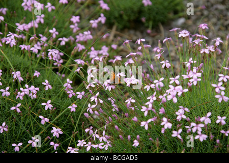 Piccola farfalla di rame, Lycaena phlaeas, Lycaenidae su un rosa alpino, Dianthus anatolicus var alpinus, Caryophyllacaceae. Turchia Foto Stock