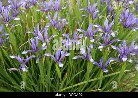 Iris sintenisii, Iridaceae, Sud Est Europa e Turchia. Foto Stock