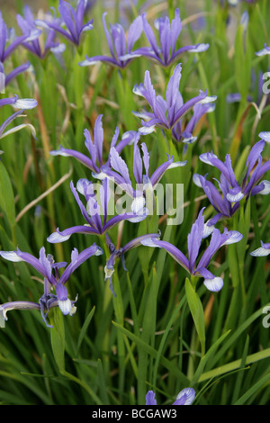 Iris sintenisii, Iridaceae, Sud Est Europa e Turchia. Foto Stock