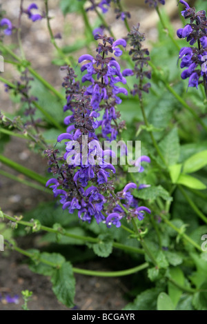 Meadow Clary, Salvia pratensis Lippenblütler, l'Europa. Foto Stock