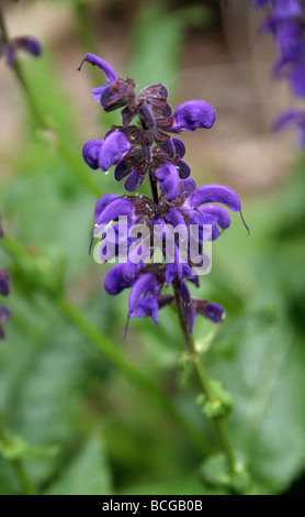 Meadow Clary, Salvia pratensis Lippenblütler, l'Europa. Foto Stock