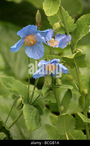 L'Himalayan Blue papavero, Meconopsis betonicifolia, Papaveraceae, Himalaya, Asia Foto Stock