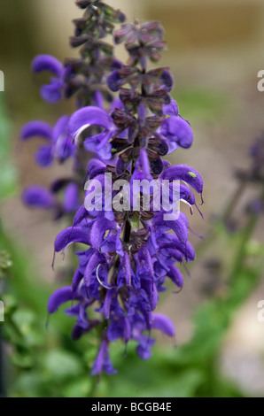 Meadow Clary, Salvia pratensis Lippenblütler, l'Europa. Foto Stock