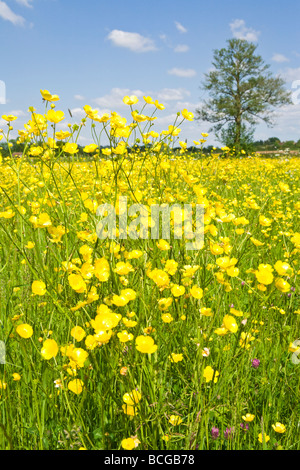 Un campo di renoncules vicino Birdwood, Gloucestershire Foto Stock