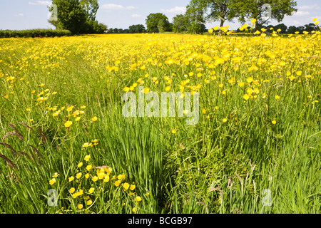 Un campo di renoncules vicino Birdwood, Gloucestershire che mostra l'intero impianto Foto Stock