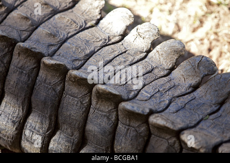 Immagine ravvicinata di scale su un coccodrillo del Nilo della coda Foto Stock