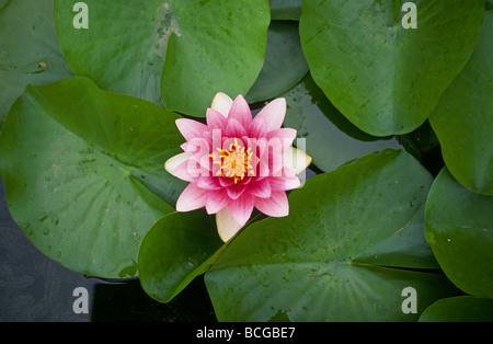 Dettaglio di un bocciolo di loto o acqua giglio fiore e ninfee Foto Stock