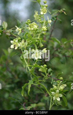 White Bryony Bryonia dioica arrampicata attraverso una siepe Foto Stock