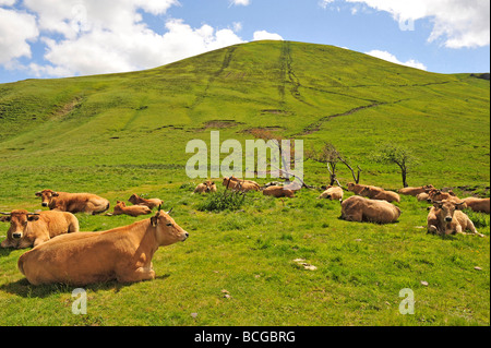 Francia PUY DE DOME 63 SANCY massiccio alla mandria di vacche nel massiccio del Sancy Foto Stock