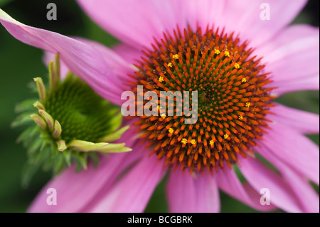 Echinacea purpurea "Kims ginocchio alto'. Purple coneflower 'Kim il ginocchio di alta' Foto Stock