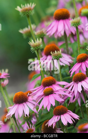 Echinacea purpurea "Kims ginocchio alto'. Purple coneflower 'Kim il ginocchio di alta' Foto Stock