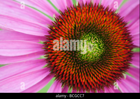 Echinacea purpurea 'rubinglow' coneflower Foto Stock