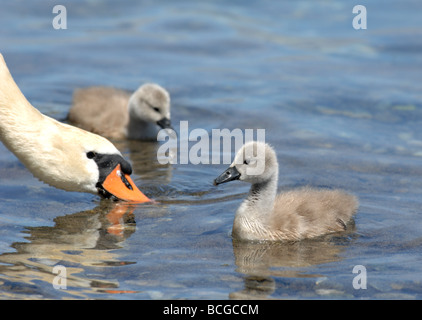 Swan e cygnet Foto Stock