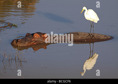 Giallo-fatturati Garzetta (Ardea intermedia) appollaiato sul retro di un ippopotamo (Hippopotamus amphibius). Foto Stock