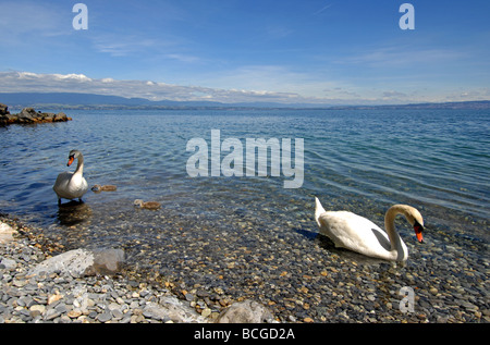 Swan e cygnets su "Lago di Ginevra", Evian, Francia Foto Stock