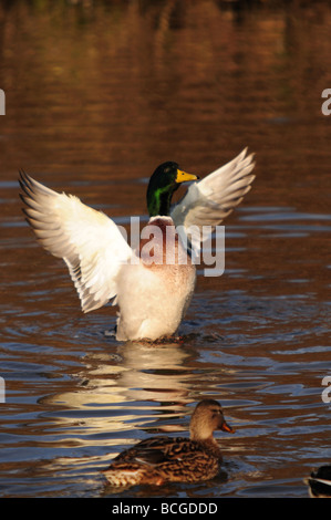 Il Germano Reale (ibrido) ali spargimento su stagno Foto Stock