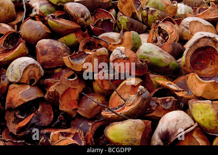 Vuoto e scartato gusci di noce di cocco Foto Stock