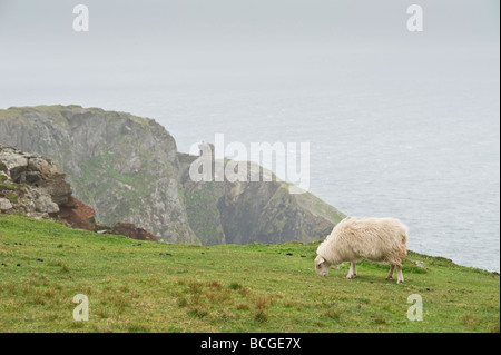 Le pecore irlandesi sulle scogliere Bunglas nella Contea di Donegal Foto Stock