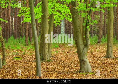 Tronchi di alberi nella foresta di Tunstall Suffolk Foto Stock