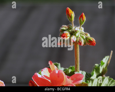 Mazzetto di rosso dei gerani che cresce in giardino Foto Stock