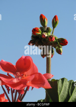 Mazzetto di rosso dei gerani che cresce in giardino Foto Stock