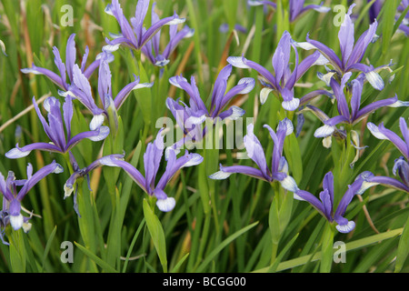 Iris sintenisii, Iridaceae, Sud Est Europa e Turchia. Foto Stock