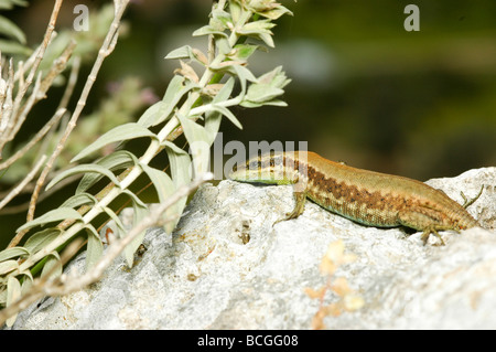 Lacerta laevis lucertola trovata in Cipro Israele Giordania Libano Territori palestinesi in Siria e Turchia Foto Stock