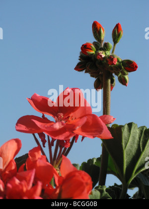 Mazzetto di rosso dei gerani che cresce in giardino Foto Stock