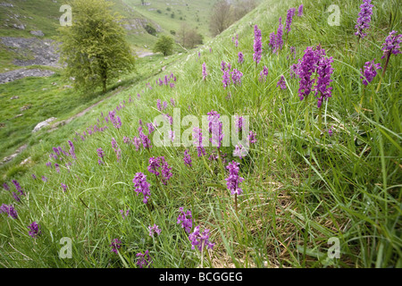 Inizio Purple Orchid Orchis mascula cresce in grandi numeri lungo Lathkill Dale nel distretto di picco del Derbyshire Inghilterra Foto Stock