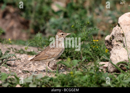 Crested lark Galerida cristata Bulgaria Giugno 2009 Foto Stock