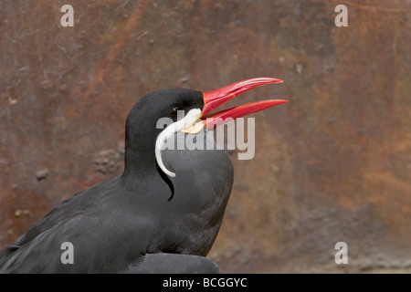 Inca Tern Larosterna inca Foto Stock