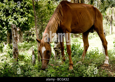 Un sottile cercando cavallo lambisce sull'erba abbondante in La Torre Repubblica Dominicana Foto Stock