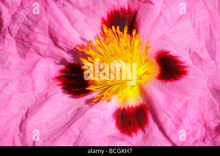 Drammatica close up di Cistus x purpureus, centro del fiore con petali cartaceo e stami. Foto Stock