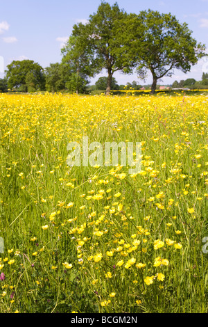 Un campo di renoncules vicino Birdwood, Gloucestershire Foto Stock