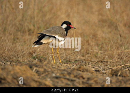 Red Wattled Pavoncella Vanellus indicus in piedi sul suolo e rendendo il contatto visivo Foto Stock