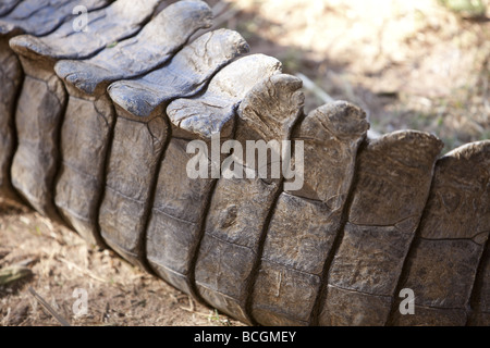 Immagine ravvicinata di scale su un coccodrillo del Nilo della coda Foto Stock