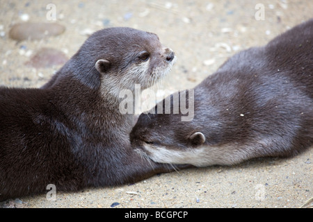 Asian breve artigliato otter captive coppia nazionale santuario di tenuta Foto Stock