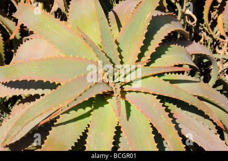 Primo piano di una Aloe Vera pianta. Isole Canarie Fuerteventura, Spagna Foto Stock