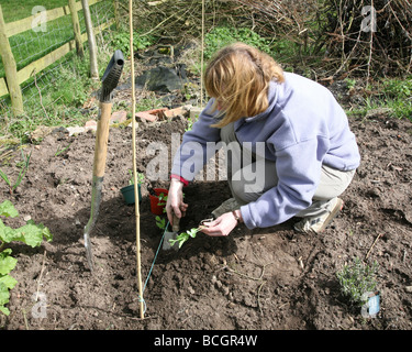 Una donna giardiniere che piantano 'Pea dolce da giardino' (Pisum sativum) piante nel suo giardino vegatable Foto Stock