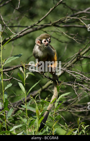 Comune di Scimmia di scoiattolo con un bambino sul suo retro. Foto Stock