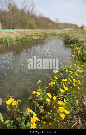 Marsh Le calendule (Caltha palustris) fioritura dal lato di una piscina con acqua di stagno fiori crowfoot, c'è una barriera di tritone in background Foto Stock