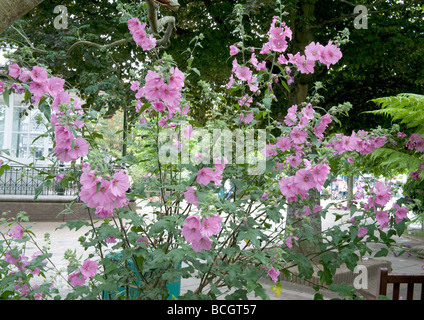 Lavatera cachemiriana Malvaceae malva. Un flash di colore da questi rosa a forma di tromba fiori in piena fioritura. Foto Stock