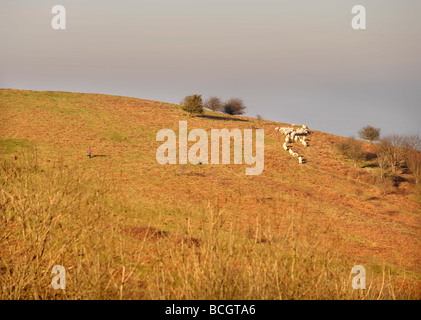 Allentato un cane insegue le pecore su Malvern Hills Foto Stock