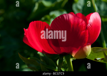 Rosso peonia fiore East Sussex England Regno Unito Foto Stock