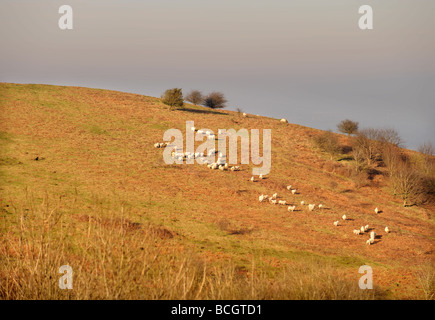 Allentato un cane insegue le pecore su Malvern Hills Foto Stock